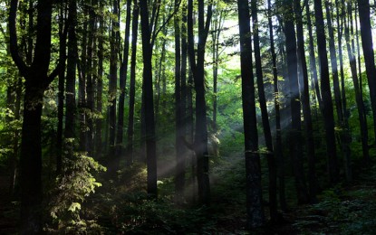 Padurea Baciu-portal intre doua lumi