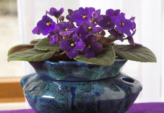 ABC-ul florilor: ce flori poti creste in apartament – Partea a II-a