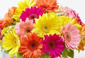 gerbera-daisies
