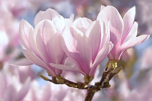 tulip-magnolia-1325396_960_720